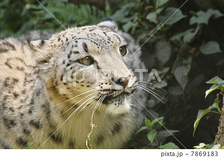 ユキヒョウ(スノーレパード) 7869183