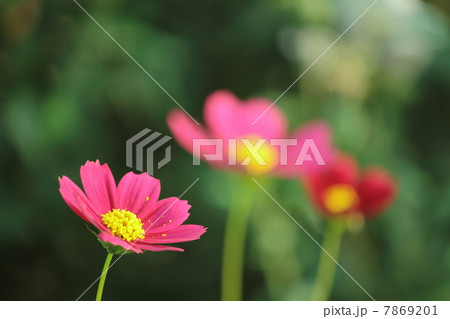 ピンクのコスモス 7869201