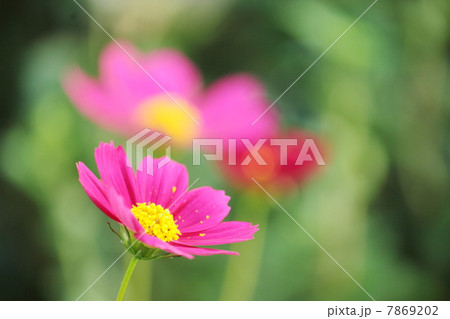 ピンクのコスモス 7869202