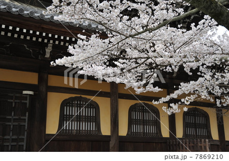 京都 南禅寺の桜 京都 南禅寺の桜 7869210