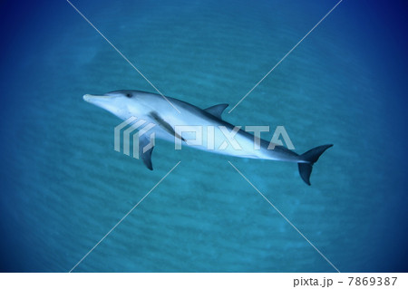 バハマ・ビミニ諸島のイルカ 7869387