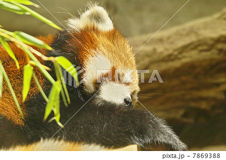 レッサーパンダ 7869388