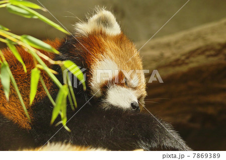 レッサーパンダ 7869389