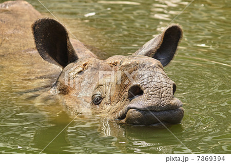 インドサイ 7869394