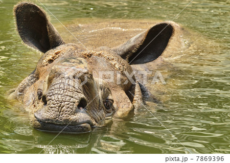 インドサイ 7869396