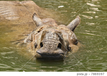 インドサイ 7869397