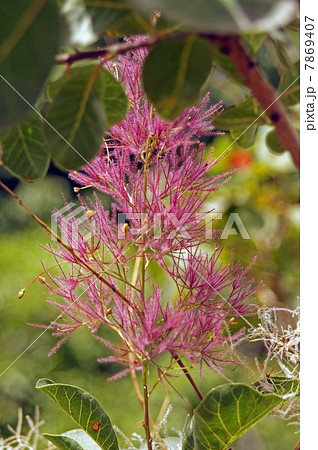 スモークツリー 7869407