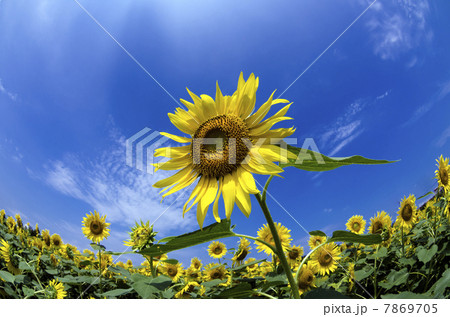 ひまわり畑 ひまわり畑 7869705