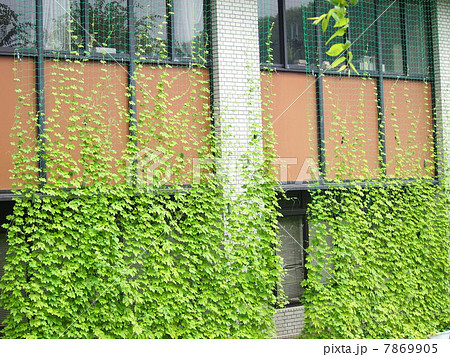 ゴーヤのグリーンカーテン 7869905