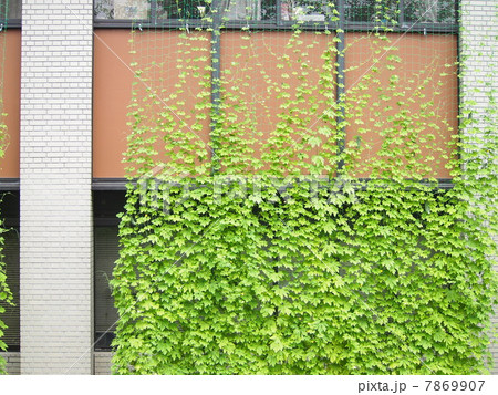 ゴーヤのグリーンカーテン 7869907