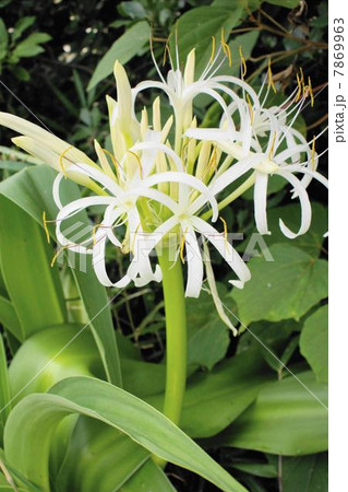 ハマユウ　花　０３ 7869963