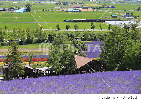ラベンダー畑とトロッコ列車 7870153