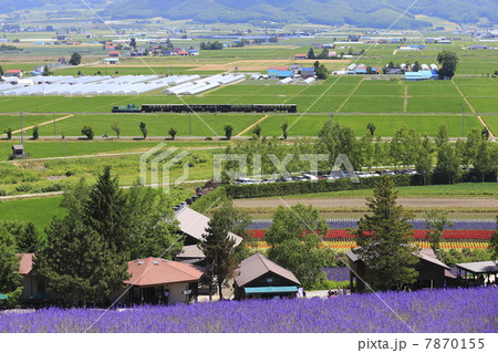 ラベンダー畑とトロッコ列車 7870155