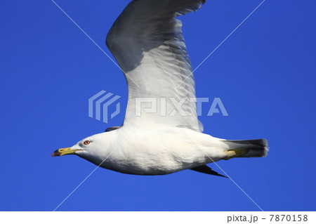 ウミネコ 7870158