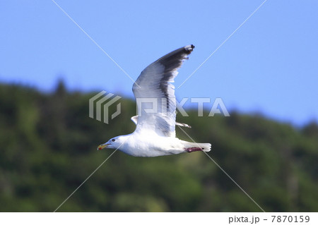ウミネコ 7870159