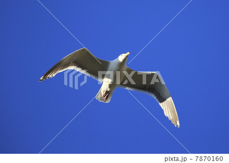 ウミネコ 7870160