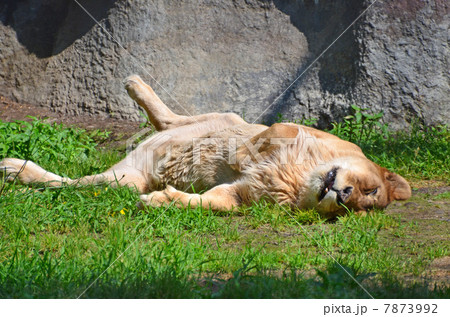 メスライオン 7873992