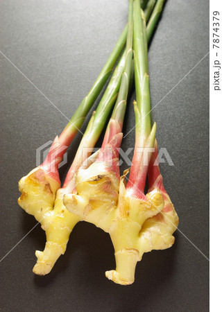 谷中しょうが 7874379