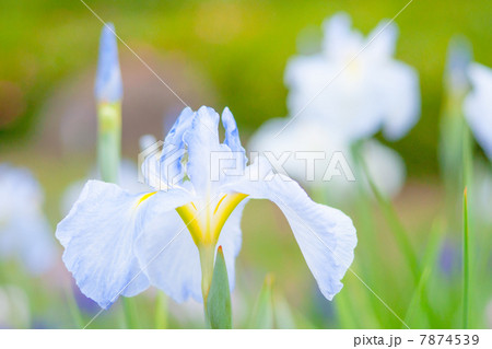 花菖蒲 花菖蒲 7874539