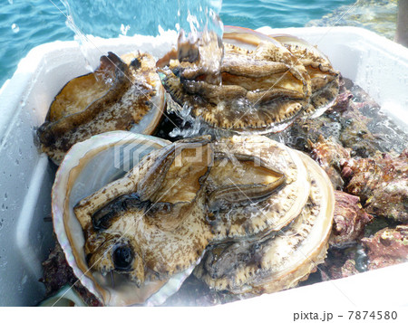 磯場の貝 天然アワビ 磯場の貝 天然アワビ 7874580