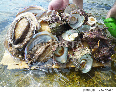 飛沫を浴びるアワビたち 7874587