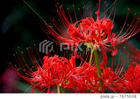 妖艶なヒガンバナ（彼岸花）：曼珠沙華 7875038