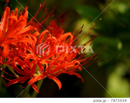妖艶なヒガンバナ(彼岸花):曼珠沙華 妖艶なヒガンバナ(彼岸花):曼珠沙華 7875039