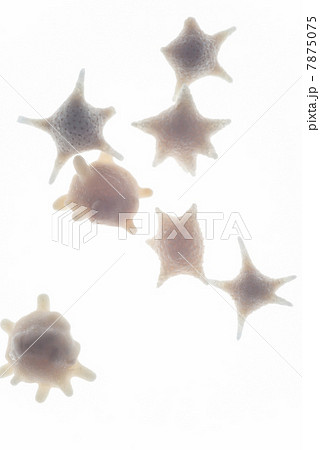 星の砂 星の砂 7875075