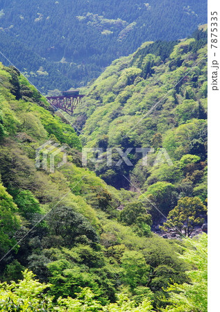 新緑の原生林 7875335