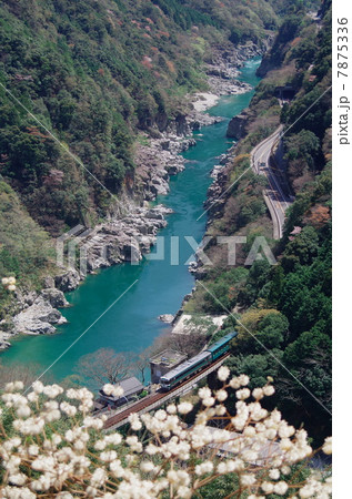 ミツマタと渓谷を行く列車 7875336