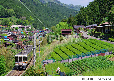 お茶畑とローカル電車 7875378