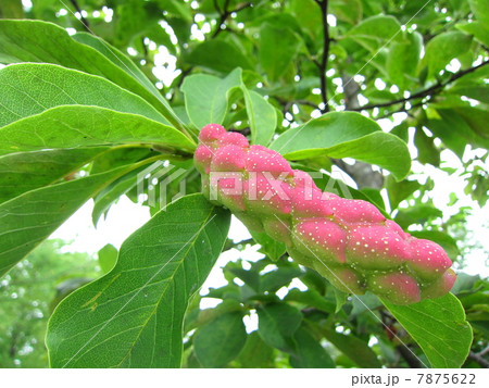 こぶしの実 こぶしの実 7875622