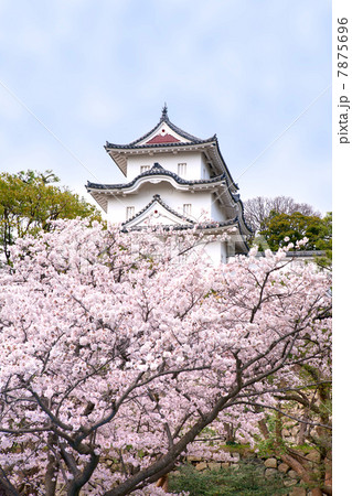 桜の頃の明石城 7875696