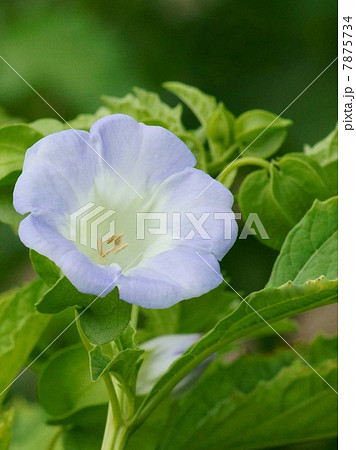 オオセンナリ（大千成）：センナリホオズキ 7875734