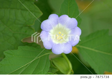 オオセンナリ（大千成）：センナリホオズキ 7875738