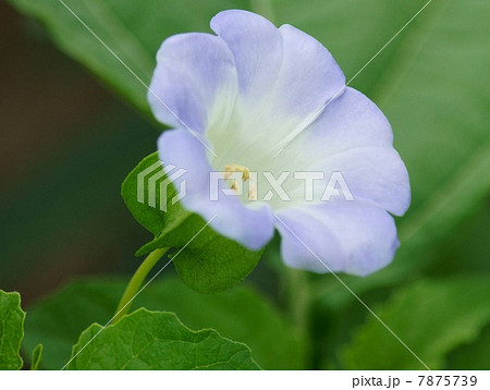 オオセンナリ（大千成）：センナリホオズキ 7875739