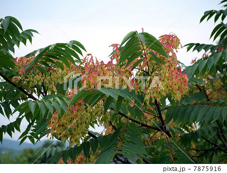 ニワウルシの果実 7875916