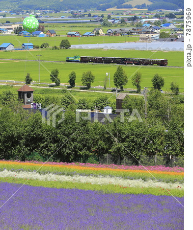 ラベンダー畑とトロッコ列車 ラベンダー畑とトロッコ列車 7875969
