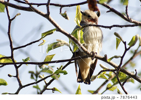 コムクドリ コムクドリ 7876443
