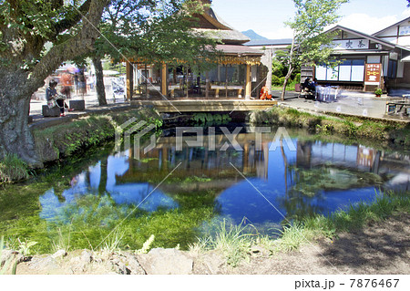 【本物の忍野八海の1池】忍野八海 涌池 【本物の忍野八海の1池】忍野八海 涌池 7876467