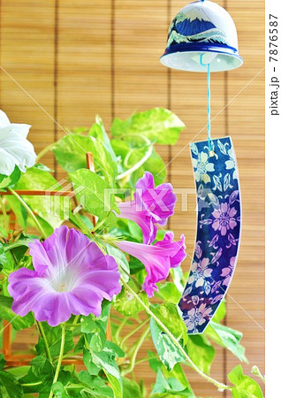 夏の背景素材 朝顔の花3色 白 青 赤 簾バック縦位置の写真素材