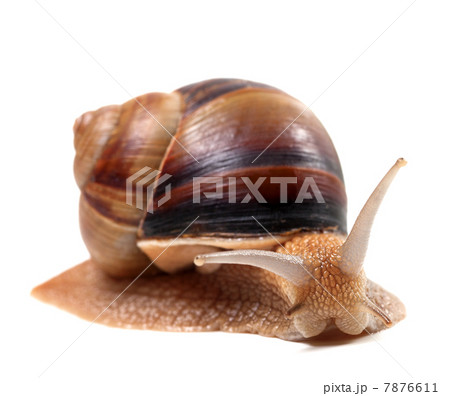 Snail isolated on white background Snail isolated on white background 7876611
