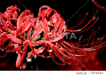 彼岸花 彼岸花 7876684