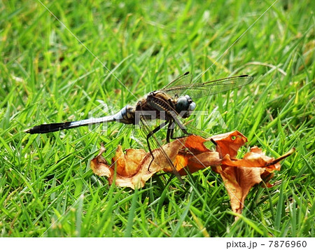 枯葉にとまるトンボ 7876960