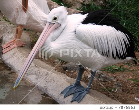 ペリカン 7876963