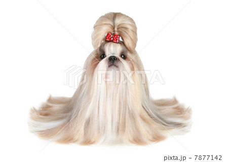 Dog of breed shih-tzu on white background 7877142
