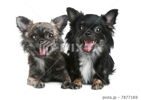 Long-haired chihuahua dog on a white background Long-haired chihuahua dog on a white background 7877169