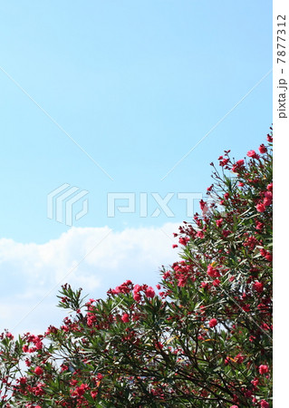キョウチクトウと青空 キョウチクトウと青空 7877312