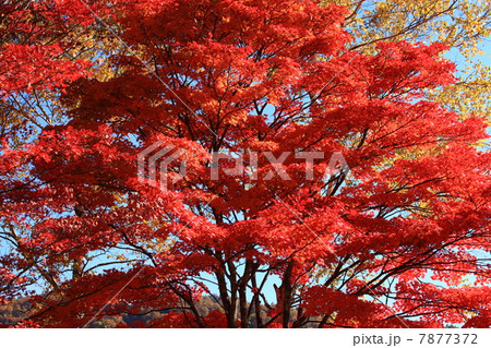 紅葉 紅葉 7877372