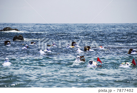 海女 素潜り漁 伊勢志摩 日本遺産 イメージ素材 海女 素潜り漁 伊勢志摩 日本遺産 イメージ素材 7877402